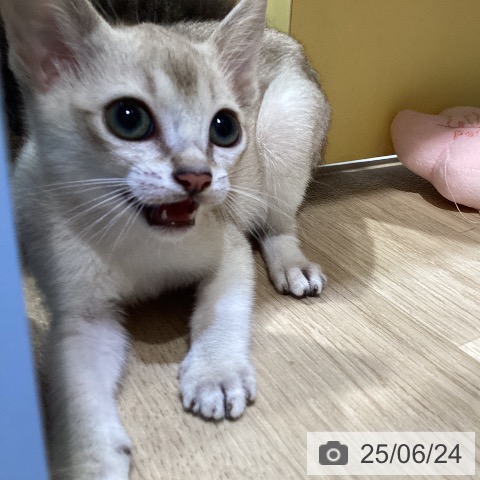 シンガプーラの写真