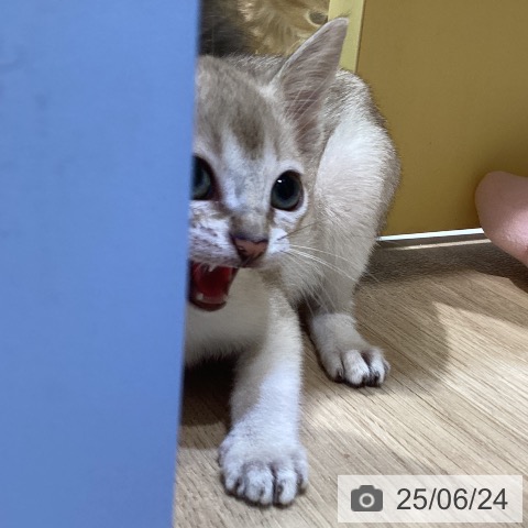 シンガプーラの写真