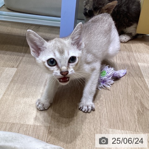 シンガプーラの写真