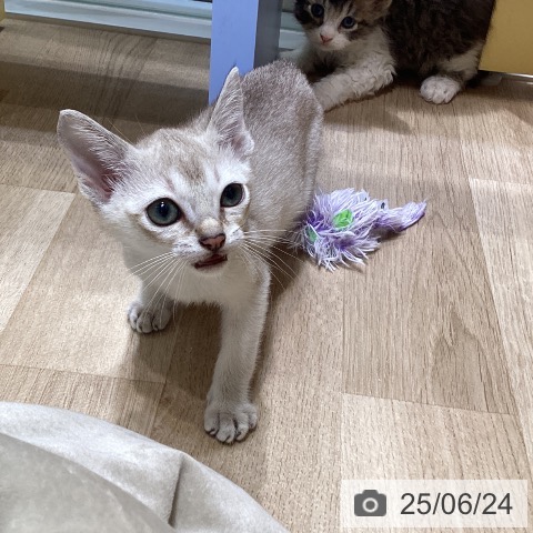 シンガプーラの写真