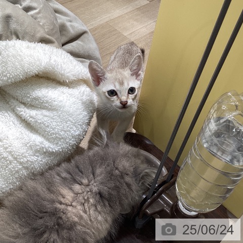 シンガプーラの写真