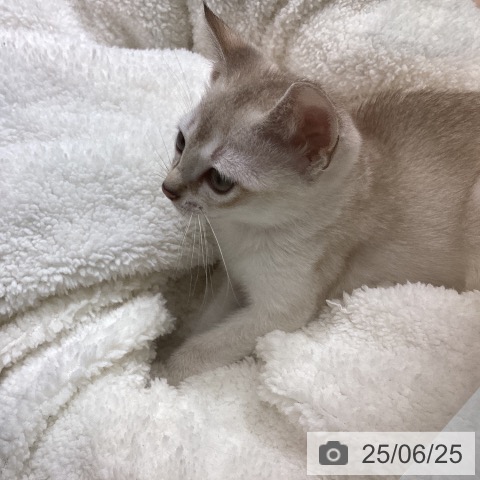 シンガプーラの写真