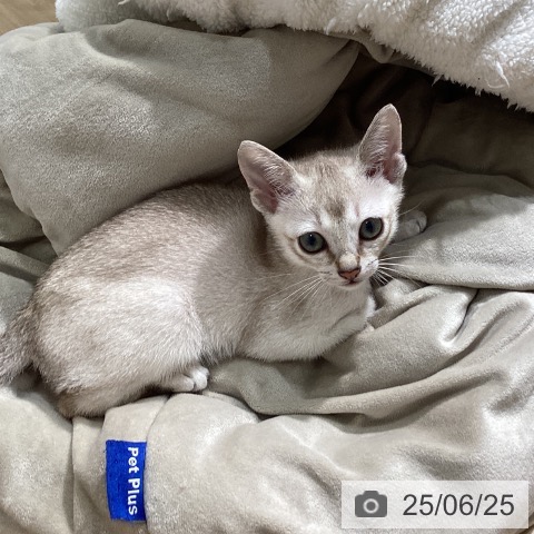 シンガプーラの写真