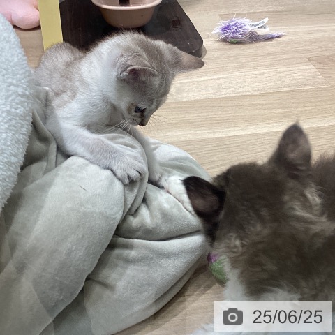 シンガプーラの写真