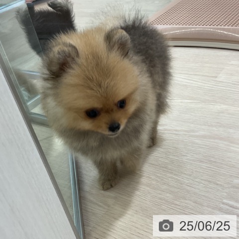 ポメラニアンの写真