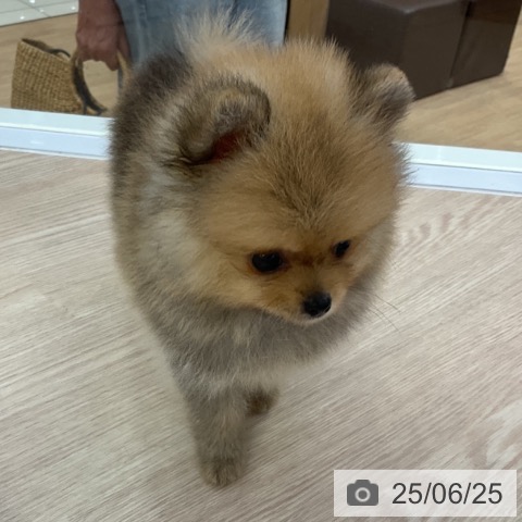 ポメラニアンの写真