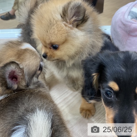 ポメラニアンの写真