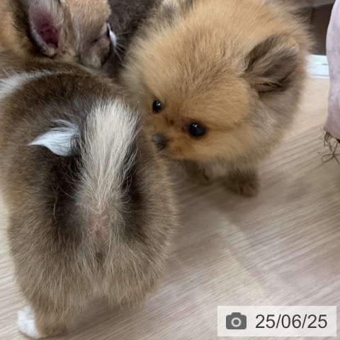ポメラニアンの写真