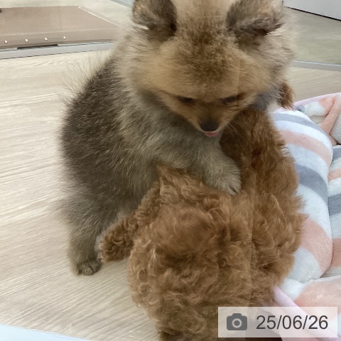 ポメラニアンの写真