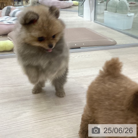 ポメラニアンの写真