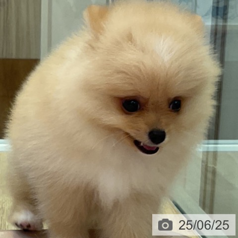 ポメラニアンの写真