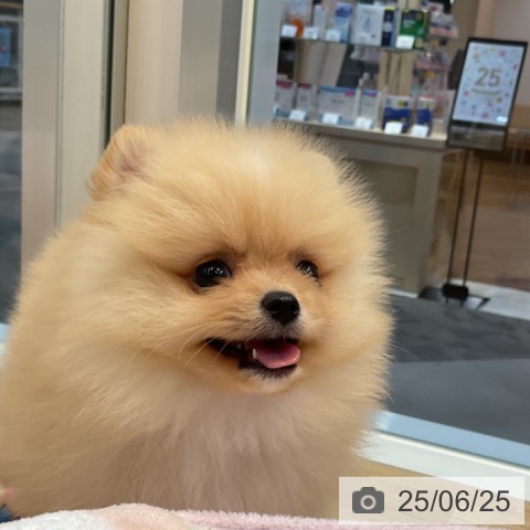 ポメラニアンの写真