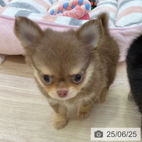 チワワの写真