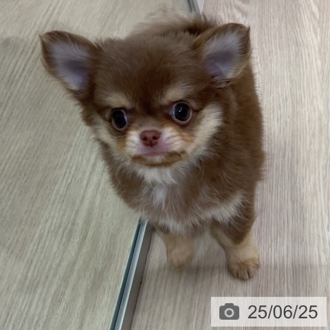 チワワの写真
