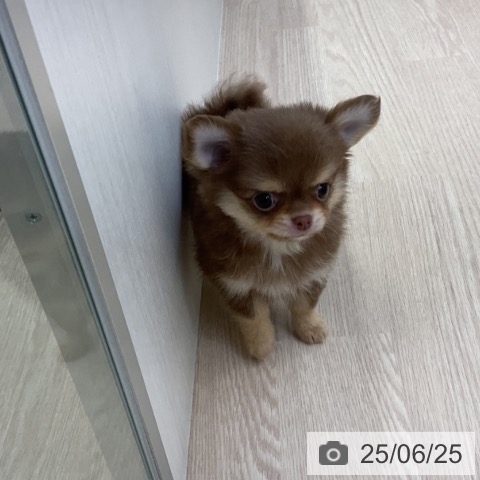 チワワの写真