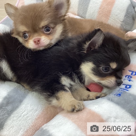 チワワの写真