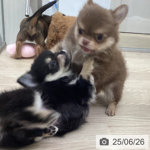 チワワの写真