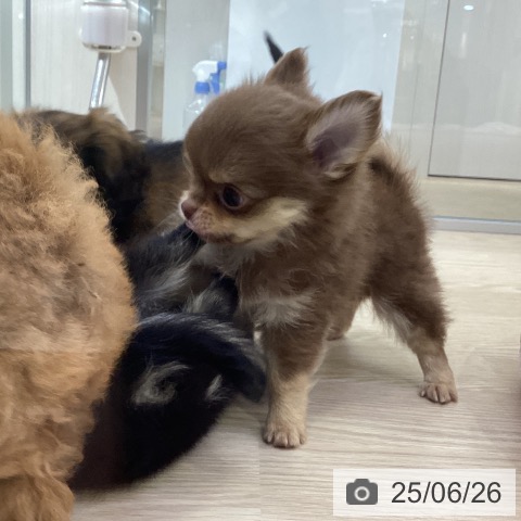 チワワの写真