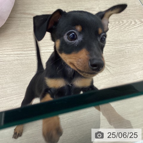 ミニチュア・ピンシャーの写真