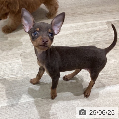 ミニチュア・ピンシャーの写真
