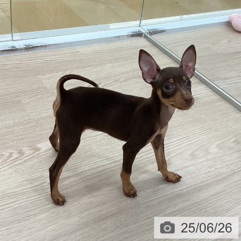 ミニチュア・ピンシャーの写真