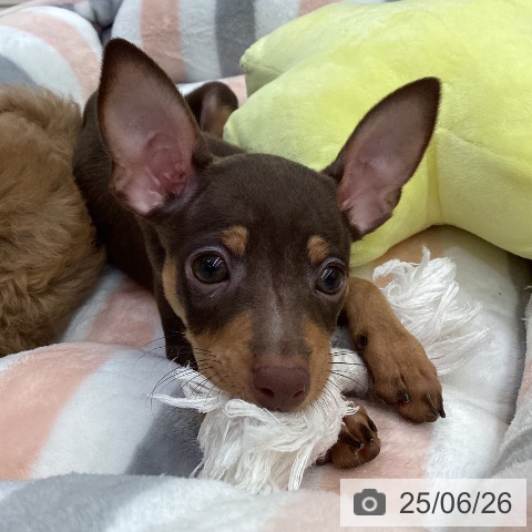 ミニチュア・ピンシャーの写真