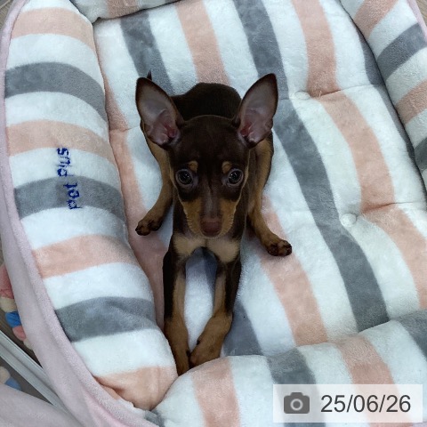 ミニチュア・ピンシャーの写真