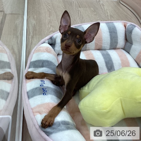 ミニチュア・ピンシャーの写真