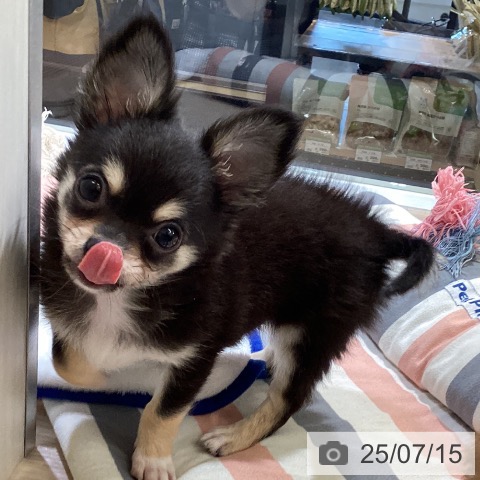 チワワの写真