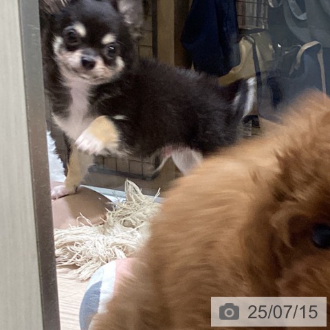 チワワの写真