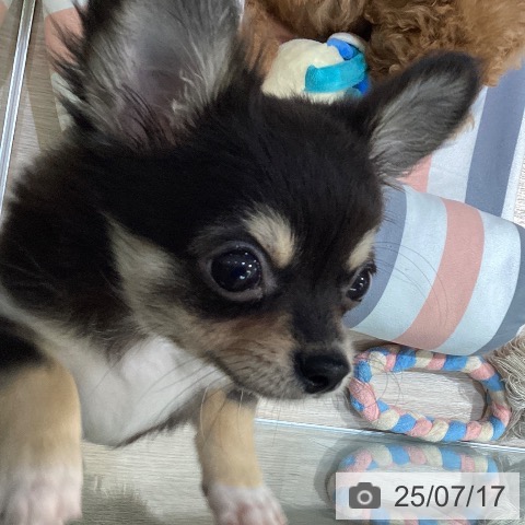 チワワの写真