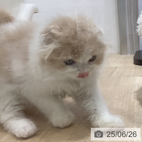 スコティッシュフォールドの写真