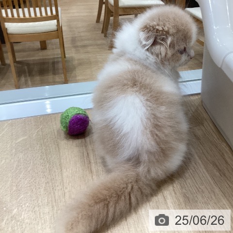 スコティッシュフォールドの写真