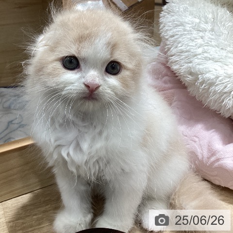 スコティッシュフォールドの写真