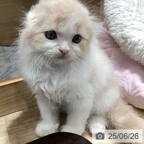 スコティッシュフォールドの写真