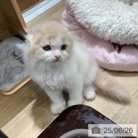 スコティッシュフォールドの写真