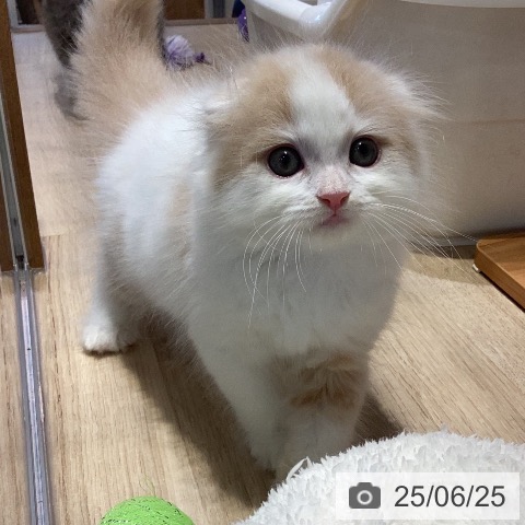 スコティッシュフォールドの写真
