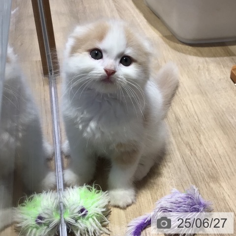 スコティッシュフォールドの写真