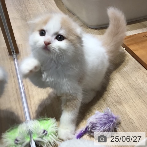 スコティッシュフォールドの写真