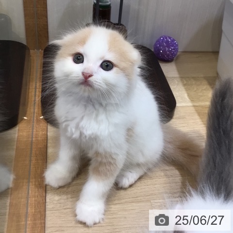 スコティッシュフォールドの写真