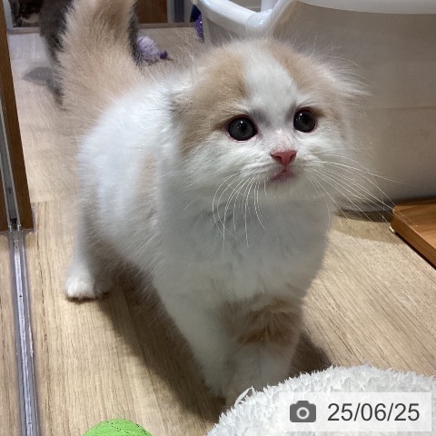 スコティッシュフォールドの写真