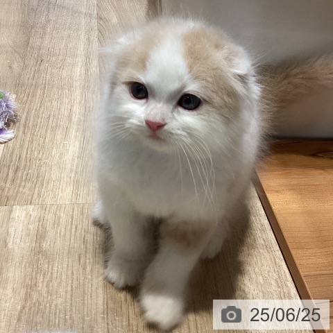 スコティッシュフォールドの写真