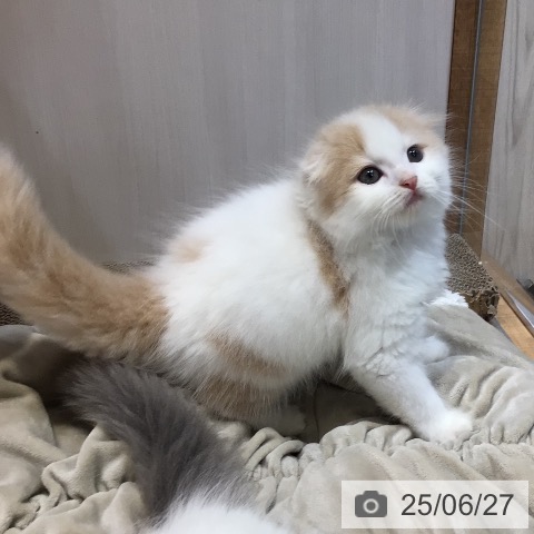 スコティッシュフォールドの写真
