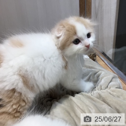スコティッシュフォールドの写真