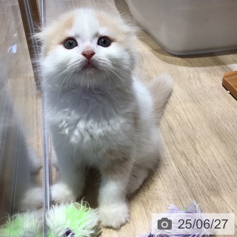 スコティッシュフォールドの写真