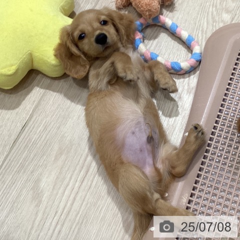 ミニチュア・ダックスフンドの写真