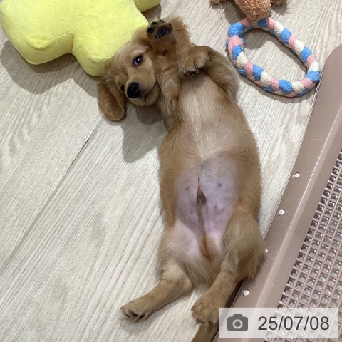 ミニチュア・ダックスフンドの写真