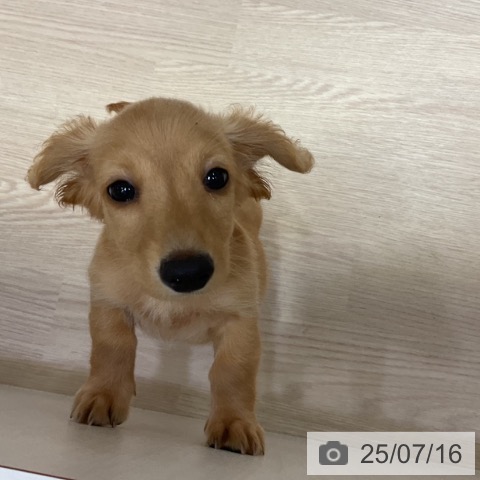 ミニチュア・ダックスフンドの写真