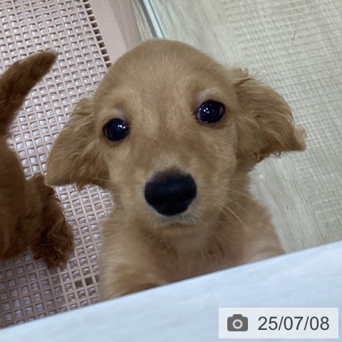 ミニチュア・ダックスフンドの写真