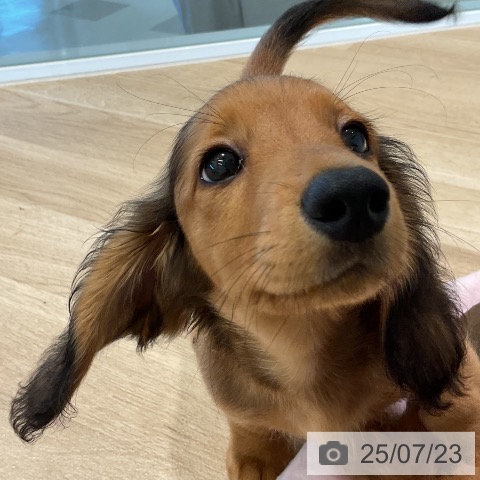 ミニチュア・ダックスフンドの写真